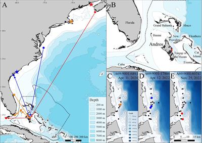 First evidence of white sharks, Carcharodon carcharias, in the tongue of the ocean, central Bahamas